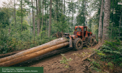 Greenpeace: húsz év alatt 7350 négyzetkilométer erdőt vágtak ki a Kárpátokban
