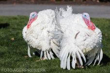 A Hálaadást ünnepli az Egyesült Államok, ötödével emelkedett az ünnepi menü ára