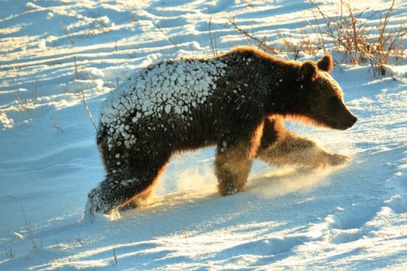 Medveveszélyre figyelmeztetnek a Mámaramos megyei hegyimentők