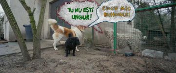 Ki kutyája vagyok én? – Lakatos Róbert új filmje nem csak kutyatenyésztéssel kapcsolatos kérdéseket vet fel