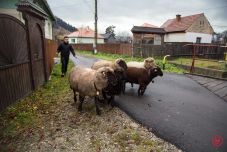 A városi fiú, aki gazdának született: idén 100 libát és 21 disznót nevelt, kenyeret süt és kertet művel