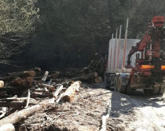 Az év eleje óta közel kilencezer büntetőeljárás indult erdőlopás gyanújával