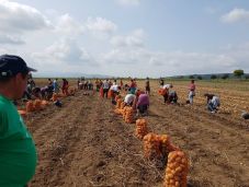 Háromszéken a tavalyinál kevesebb krumpli termett, ám megduplázódott az ára