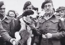 A második világháborúban kitüntetett kutya emlékérmeit árverezték el Angliában