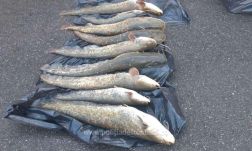 Idén közel nyolcszáz esetben derítettek fényt orvhalászatra a rendőrök