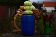 Káposztasavanyítás 300 éves titok alapján: a gyergyói mezőgazdász grófok módjára teszi el a töltöttkáposztának valót