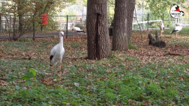 Négy sérült gólyát fogadott örökbe a Marosvásárhelyi Állatkert