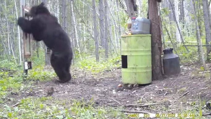 Nagyon pipa lett egy medve a saját tükörképére