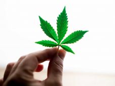 Legalizálná a kannabiszt a német kormány