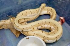 Meglepő felfedezés: pitonokra bukkant egy nagyváradi férfi, amikor levitte a szemetét