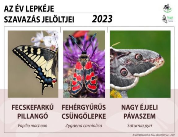 Mi legyen az év lepkéje? Szavazzon online a három esélyes egyikére