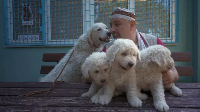 Ki kutyája vagyok én? Premier előtti vetítés és közönségtalálkozó lesz Kolozsváron