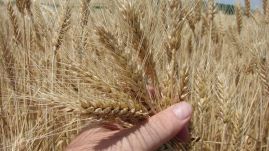 Annyi búza termett, hogy exportra is jut