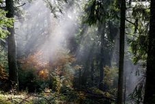 Elfogadta a kormány a 2030-ig szóló országos erdőstratégiát