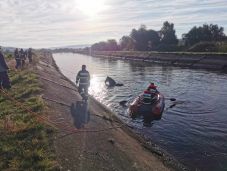 Majdnem a Szamosba fulladt egy ló, a tűzoltóknak kellett kimenteniük