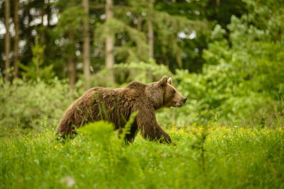 Medve támadt egy férfire Szeben megyében