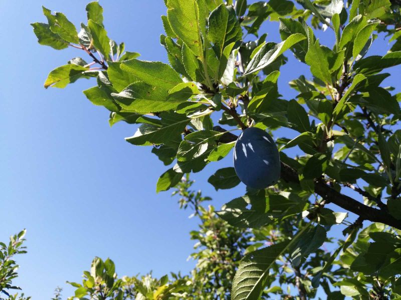 Rotyogott a rézüst Tornyán – Idén is megtartották a Szilvanapokat