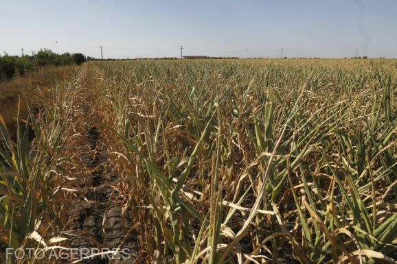 Az aszály sújtotta termőföldek területe meghaladta az 582 ezer hektárt