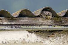 A megismételhetetlent keresi: csíkszeredai fotóst díjaztak a világ legrangosabb madárfotós versenyén