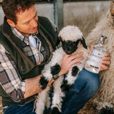 Juhtejből vodka: a családi gazdaság szokatlan módon hasznosította a tejsavót