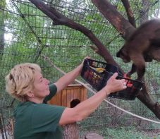 Harminc éve a majmok szolgálatában: a hajcibálás és a vödörlopkodás mindennapos a Marosvásárhelyi Állatkertben