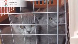 „Leszállították” a román buszról a macskákat, mert nem volt állatútlevelük