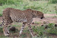 Repülőgéppel szállítottak Indiába gepárdokat: a 70 éve kihalt faj újbóli meghonosítása a cél