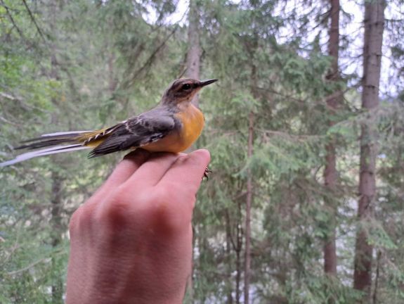 Madárgyűrűző tábort szerveztek a Gyilkos-tónál