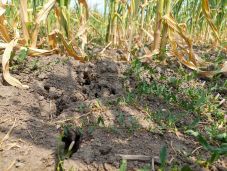 Meghaladta a 680 ezer hektárt az aszály sújtotta termőföldek területe