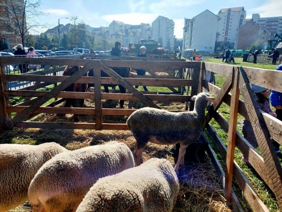 Csíkszereda: nagy sikerrel tért vissza a Falu a városba(n)