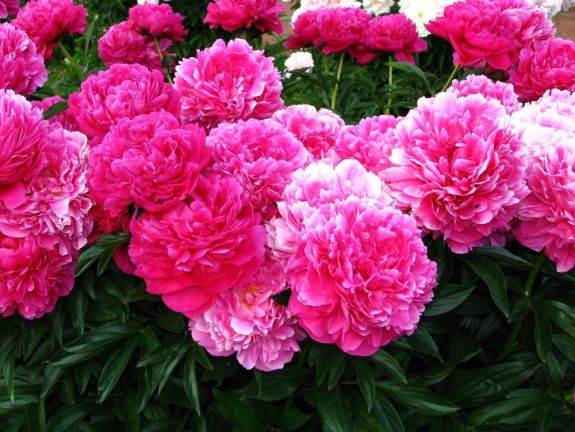 Ez lesz Románia hivatalos nemzeti virága 