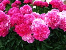 Ez lesz Románia hivatalos nemzeti virága 