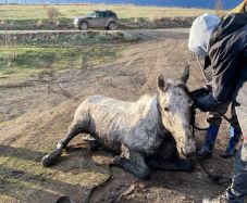 Állatkínzás és lopás miatt nyomoznak a csíkszeredai Suta-tó mocsarából kimentett ló ügyében