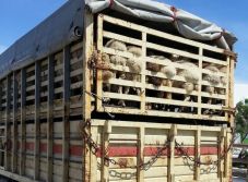 Súlyosbították az állatkínzásért kiszabható büntetéseket