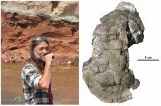 Kolozsvári kutatóról nevezték el az Erdélyben azonosított kréta kori teknősfajtát