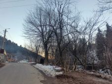 Gyümölcsfák kivágásával tartanák távol a medvéket Tusnádfürdőn