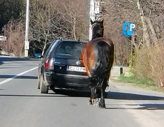 Állatkínzás: autó után kötöttek egy lovat Kolozs megyében