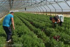 Szaporodó kiváltságosok: egymillióhoz közelít az adófizetés alól felmentett munkavállalók száma