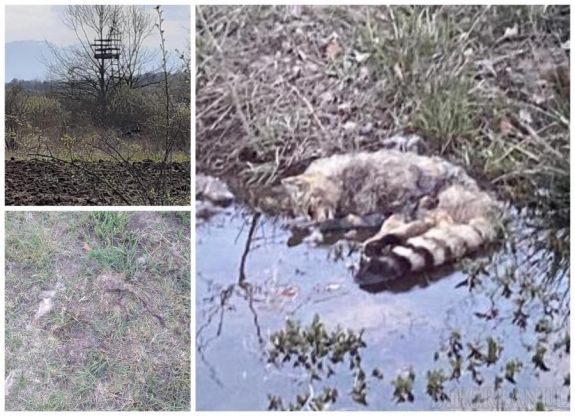 Vadmacskát ölő orvvadászokat keresnek Bihar megyében