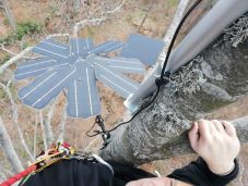 Mesterséges intelligencia óvja a zabolai erdőt a falopásoktól