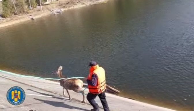 Szarvasborjút mentettek ki a Bélesi-tóból a tűzoltók és a hegyimentők