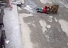 Rögzítette a kamera, ahogy megpróbálja elrabolni a kislányt az agresszív majom