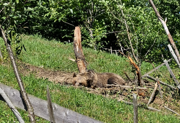 Vadászra támadt a medve, társa mentette meg az életét