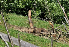 Vadászra támadt a medve, társa mentette meg az életét