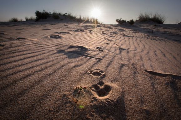 Világörökség helyszín pusztulhat el a klímaváltozás és az epertermesztés miatt