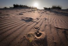 Világörökség helyszín pusztulhat el a klímaváltozás és az epertermesztés miatt