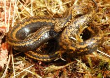 Újabb állatfajt neveztek el Harrison Fordról, ezúttal egy kígyót