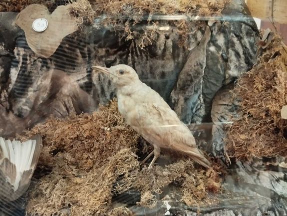 A Mikó-kert lakói és történetei