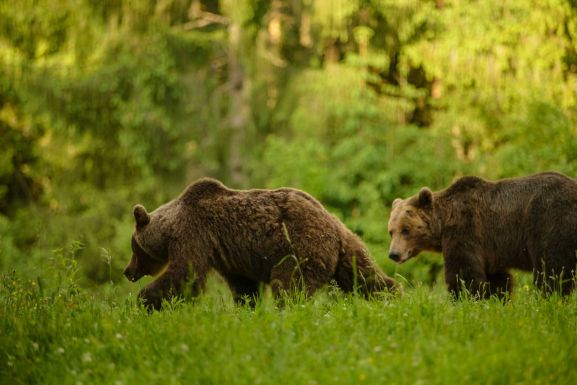 Egy nap alatt hétszer riasztottak Ro-Alert üzenetben medvék miatt