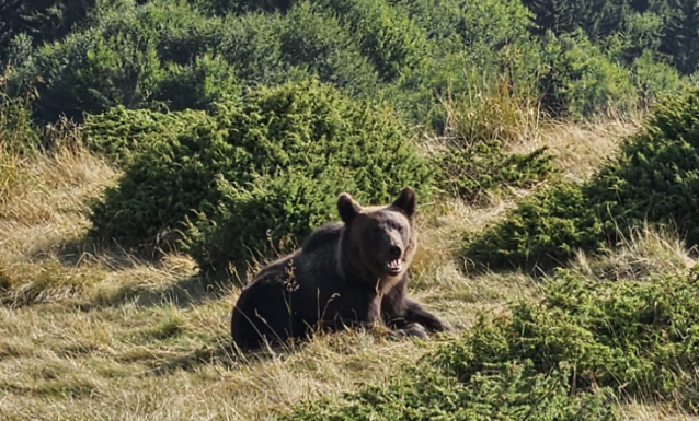 Befogták és elköltöztették „Rambó” medvét